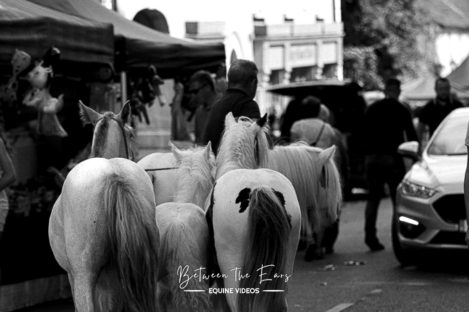 Borris Horse Fair 2023 (by Aoife)